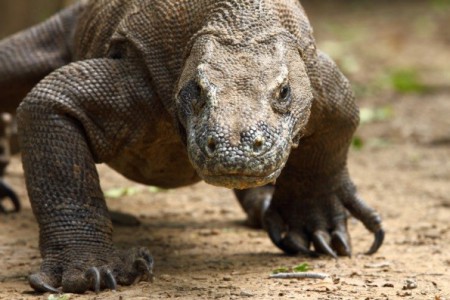 Dargón de Comodo $170,000 (adulto)